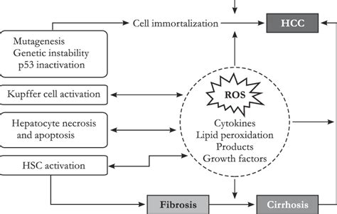 Fig Role Of Iron Overload In Liver Disease Progression Excessive Iron Download Scientific