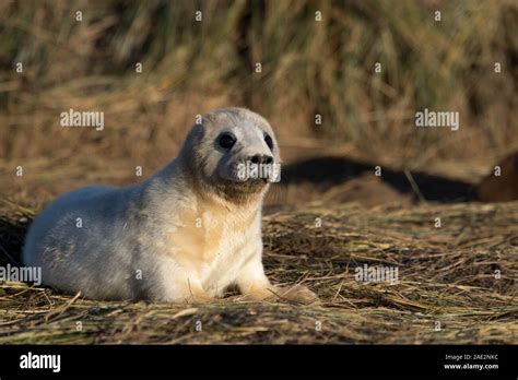 Grey Seal Hi Res Stock Photography And Images Alamy