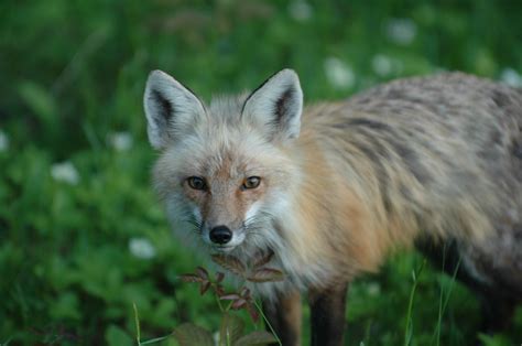 New Hampshire Wildlife Snap And Shoot Photography