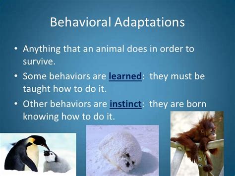 29+ Animal Behavioral Adaptations | Sanscompro Misaucun