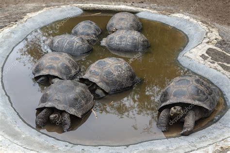 Tortuga Gigante de Galápagos Chelonoidis nigra en las Islas Galápagos