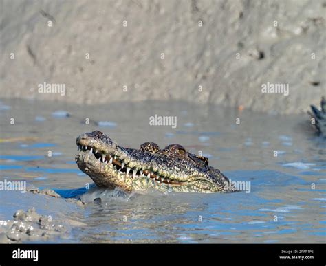 Crocodylus Porosus The Saltwater Crocodile Feeding In The Mud In The