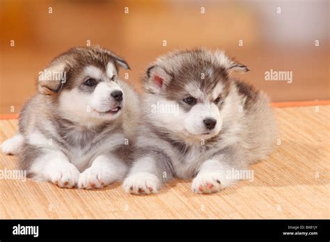 Alaskan Malamutes Puppies 6 Weeks Stock Photo Alamy