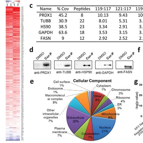 Quantitative Chemical Proteomics Reveals Curcumin Specific Target Download Scientific Diagram