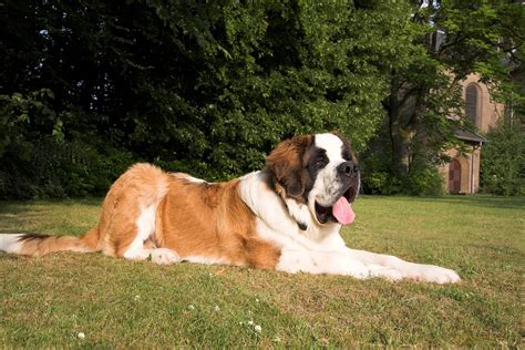 Saint Bernard Dog Breed Info Guide And Care