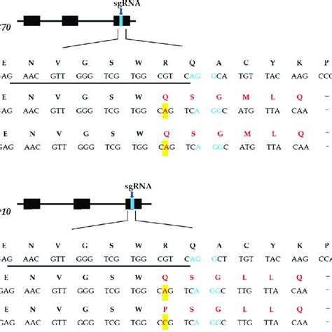 Sequence Based Detection Of Mutations Induced By CRISPR Cas9 System In