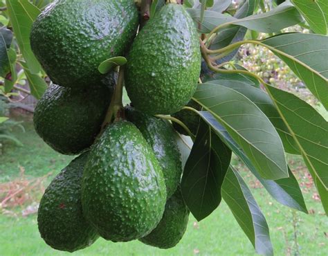 Albero Di Avocado Come Prendersene Cura Dal Seme All Albero