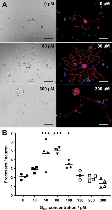 Gm1神经节苷脂，ngf和fgf2对犬背根神经节神经元的神经营养作用。scientific Reports X Mol