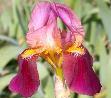 Dauntless Tall Bearded Iris Nola S Iris Gardens