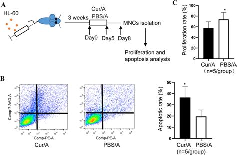 Curcumin And Ara C Displayed Synergistic Effect In Mice But Not In Cell