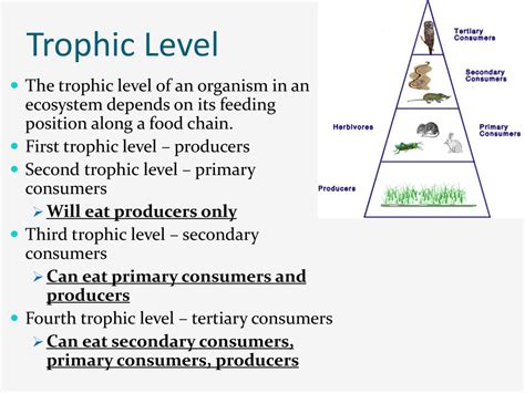 Energy Flow In Ecosystems Ppt Download