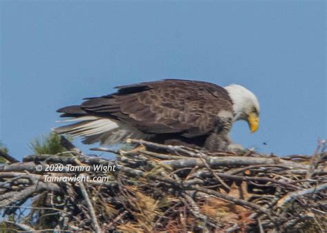 2020 Nesting Eagles Bald Eagles | TAMRA WIGHT – Children's Author