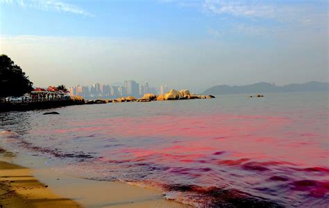 广东珠海现赤潮 海水呈红色_河北频道_凤凰网