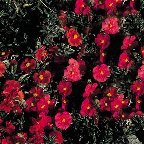 Helianthemum Sun Rose Ground Cover Ground Cover Roses Red Plants