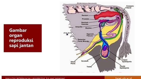 PPT Sistem Reproduksi Dan Manajemen Perkawinan Pada Sapi Dan Kambing
