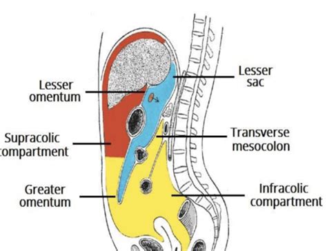 Peritoneal Cavity And Peritoneal Folds Flashcards Quizlet