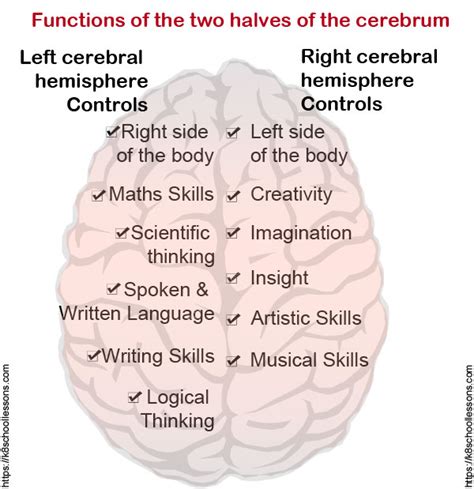 Human Brain For Kids The Brain Human Brain Facts Human Body Facts