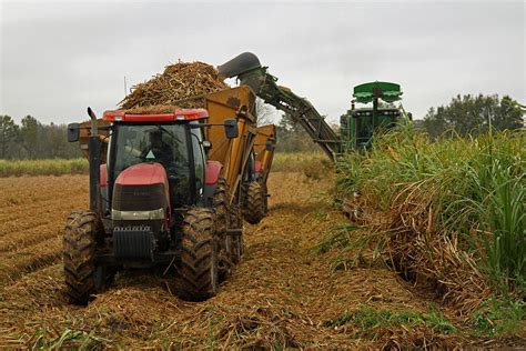 Sugarcane Harvesting Photograph by Ronald Olivier - Fine Art America