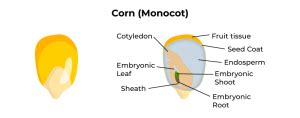 Structure of the Seed - CBSE Class Notes Online - Classnotes123