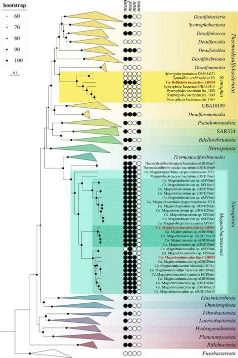 Maximum Likelihood Phylogenomic Tree Of All Previously Known And The