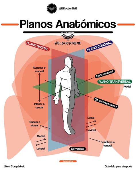 Planos Anat Micos Anatom A M Dica Anatom A Del Esqueleto Humano