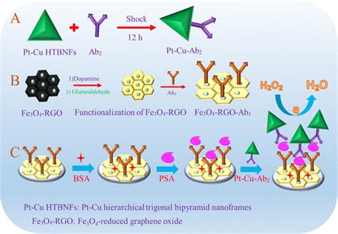 Illustration The Fabrication Process Of The Electrochemical Immunoassay