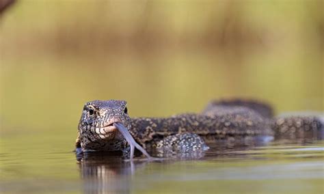 Floridas Invasive Species Nile Monitor Lizard