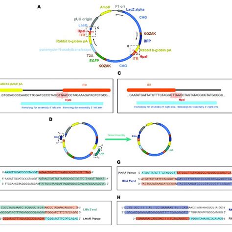 Schematics Of The EGFP Donor Plasmid And The Homology In The Primers