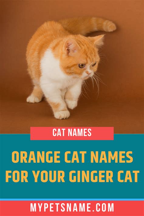 Orange Tabby Cat Names Tamatha Rooney