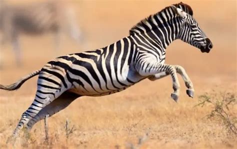 Curiosity Satisfied: What Does Zebra Meat Taste Like?