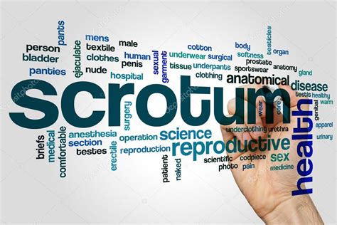 Scrotum Word Cloud Stock Photo Ibreakstock