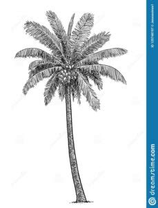 Coconut Tree Pencil Drawing | Pencil Art Drawing