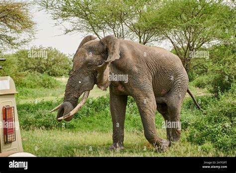 Aggressive Male African Bush Elephant Loxodonta Africana In Manyara