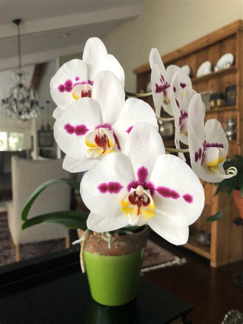 How Long Do Orchid Blooms Last Tips To Extend Lifespan