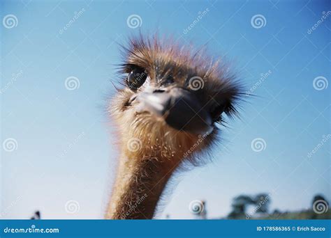 Funny Ostriches On An Ostrich Farm Stock Image Image Of Dashing