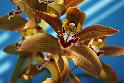 The Cymbidium Orchids Amber Brown At Home The Classic Cym Flickr