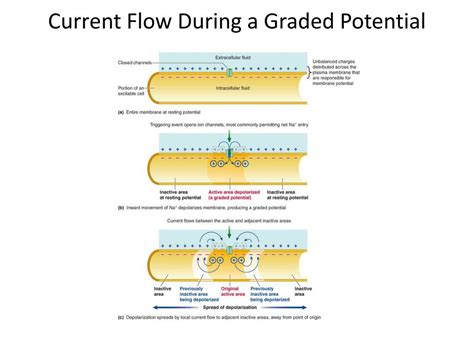 Ppt Graded Potential And Action Potential Powerpoint Presentation Id 2069368