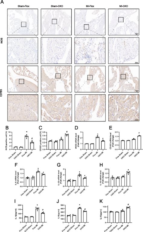 Effect Of Usp Cardiac Specific Knockout On Atrial Inflammation After