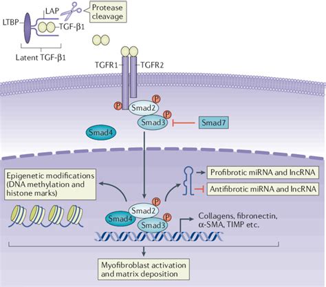 Overview Of Canonical Tgf Smad Signalling In Tissue Fibrosis Once