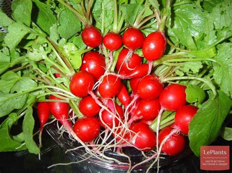 Редис 'Ранний красный' — описание сорта, характеристики | на LePlants.ru