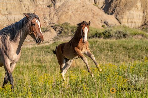 Theodore Roosevelt National Park Photo Workshop - Chuck Haney Outdoor ...