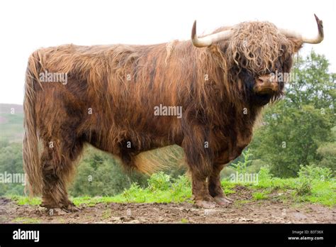 Highland Bull on moorland Perthshire Scotland Stock Photo - Alamy