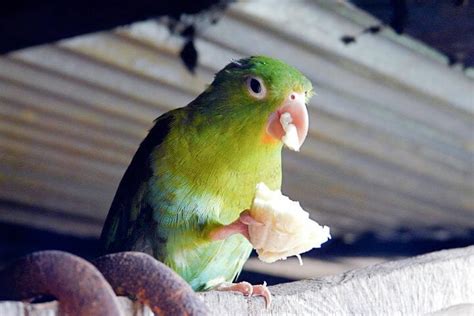 Can Parakeets Eat Bananas A Closer Look At The Controversial Parakeet