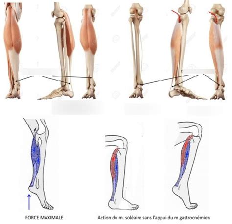 Muscles de la loge postérieure de la jambe Plan superficiel Diagram