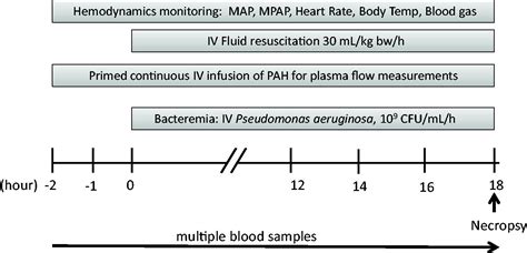 Characteristics Of A Pseudomonas Aeruginosa Induced Porcine Sepsis