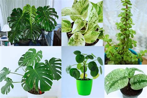 Types Of Money Plants