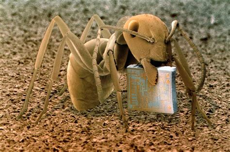 Funny Pictures Gallery Micro Ant Micro Ants Micro Ant Llc Microant