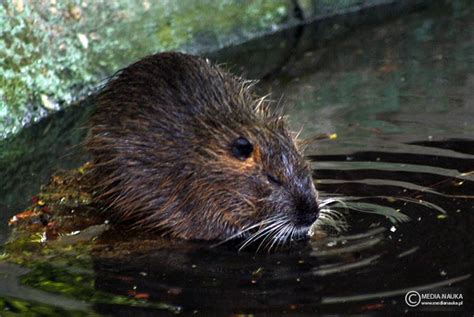 Nutria amerykańska - Medianauka.pl