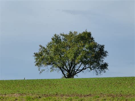 Free Images Landscape Tree Nature Horizon Cloud Sky Field