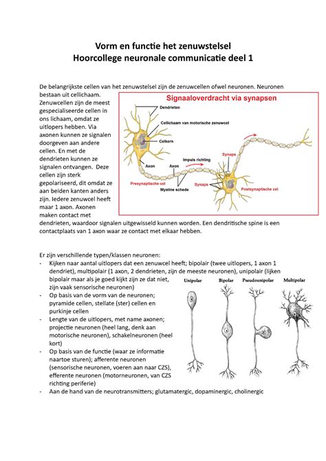 Vorm En Functie Het Zenuwstelsel Hoorcollege 1 Neuronale Communicatie